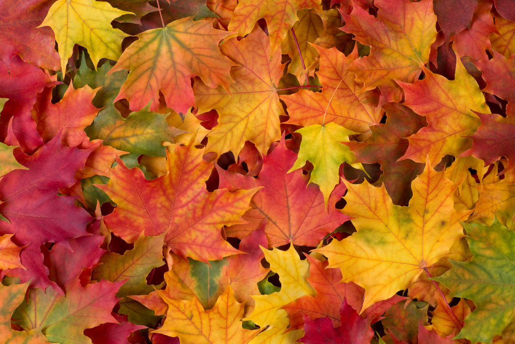 Don't let leaves cause leaks this winter!